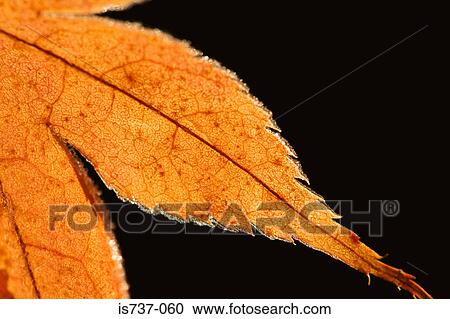 Detail of a maple leaf View Large Photo Image Stock Image - Detail of a maple leaf. Fotosearch