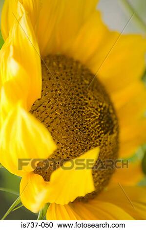 Detail of a sunflower View Large Photo Image Stock Image - Detail of a sunflower. Fotosearch
