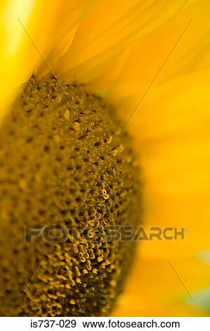 Detail of a sunflower View Large Photo Image Stock Photo - Detail of a sunflower. Fotosearch