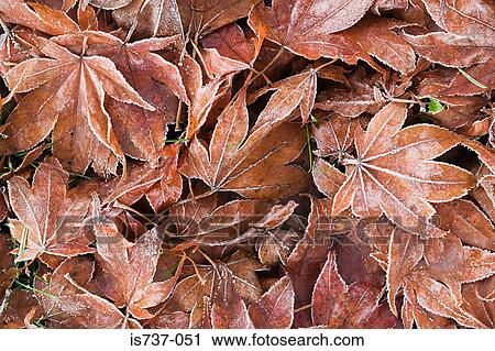 Fallen maple leaves View Large Photo Image Stock Image - Fallen maple leaves. Fotosearch