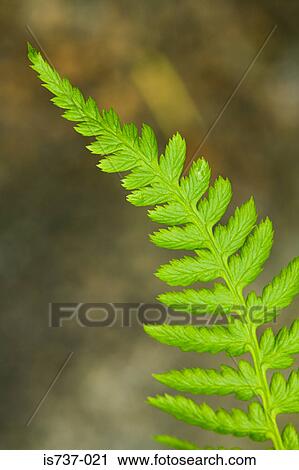 Stock Image - Fern leaf. Fotosearch