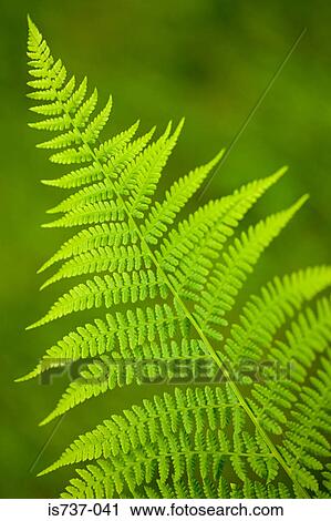 Fern leaf View Large Photo Image Stock Image - Fern leaf. Fotosearch