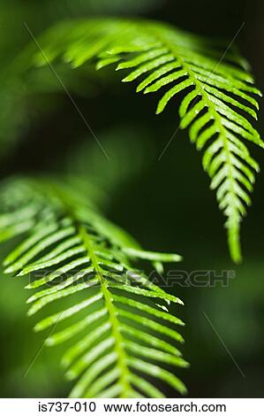 Fern leaves View Large Photo Image Stock Image - Fern leaves. Fotosearch
