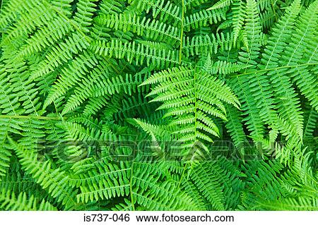 Ferns View Large Photo Image Stock Photograph - Ferns. Fotosearch