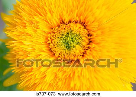 Stock Image - Head of a teddy bear sunflower. Fotosearch