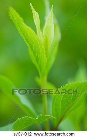 Leaves of a young plant View Large Photo Image Stock Image - Leaves of a young plant. Fotosearch
