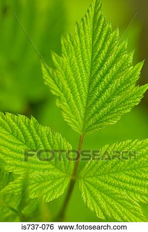 Stock Photograph - Leaves of a young plant. Fotosearch