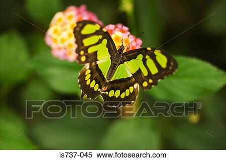Malachite butterfly View Large Photo Image Stock Photography - Malachite butterfly. Fotosearch
