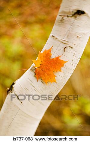Maple leaf on a white birch tree View Large Photo Image Stock Photo - Maple leaf on a white birch tree. Fotosearch