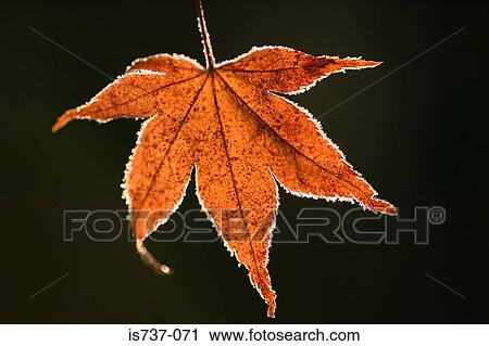 Stock Image - Maple leaf. Fotosearch