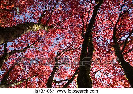 Maple trees View Large Photo Image Stock Photo - Maple trees. Fotosearch