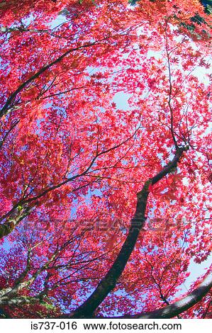 Maple trees View Large Photo Image Stock Photograph - Maple trees. Fotosearch
