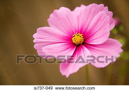 Stock Photo - Pink cosmos flower. Fotosearch