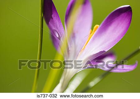 Stock Image - Purple crocus. Fotosearch