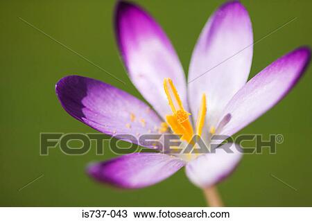 Purple crocus View Large Photo Image Stock Image - Purple crocus. Fotosearch