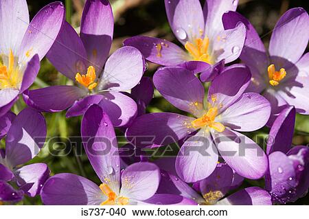 Purple crocuses View Large Photo Image Stock Image - Purple crocuses. Fotosearch