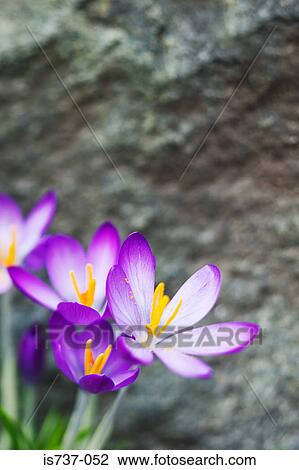 Purple crocuses View Large Photo Image Stock Image - Purple crocuses. Fotosearch
