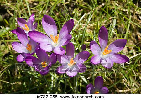Stock Photography - Purple crocuses. Fotosearch