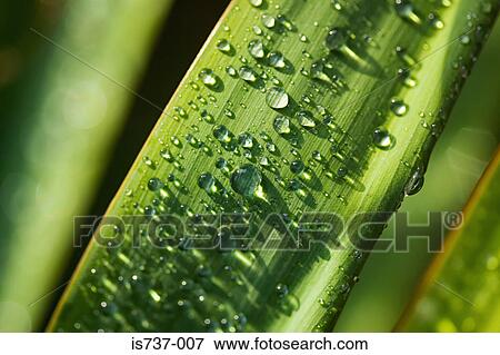 Rain on a yucca leaf View Large Photo Image Stock Photo - Rain on a yucca leaf. Fotosearch