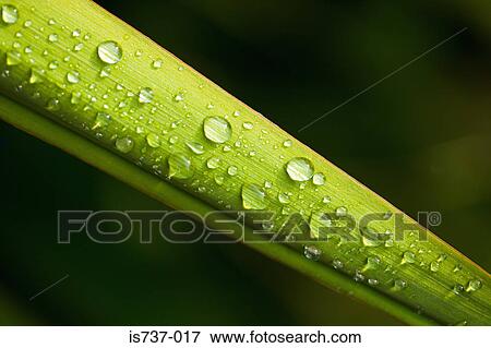 Rain on a yucca leaf View Large Photo Image Stock Photo - Rain on a yucca leaf. Fotosearch