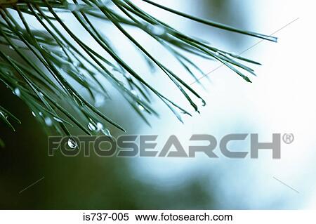 Stock Photography - Rain on pine tree. Fotosearch