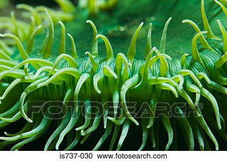 Sea anemone View Large Photo Image Stock Image - Sea anemone. Fotosearch