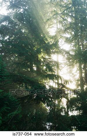 Sunlight in a forest View Large Photo Image Picture - Sunlight in a forest. Fotosearch