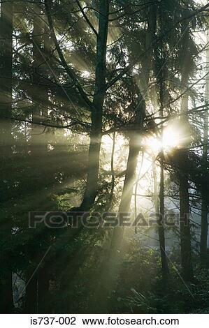 Sunlight in a forest View Large Photo Image Stock Image - Sunlight in a forest. Fotosearch
