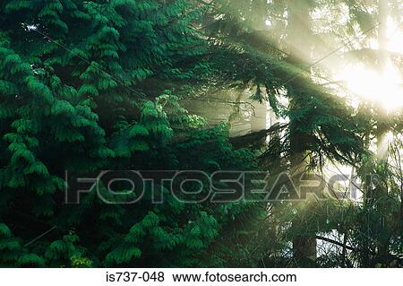 Sunlight through trees View Large Photo Image Stock Photo - Sunlight through trees. Fotosearch
