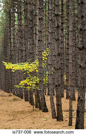 Tree trunks and leaves View Large Photo Image Stock Photograph - Tree trunks and leaves. Fotosearch