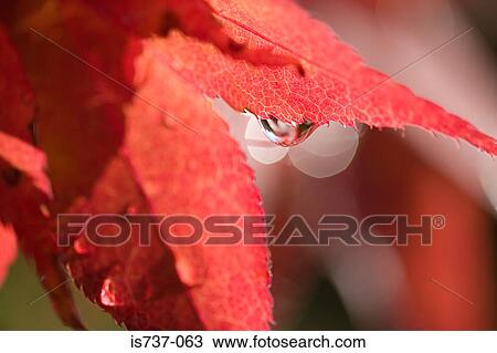 Water droplets on a maple leaf View Large Photo Image Stock Image - Water droplets on a maple leaf. Fotosearch