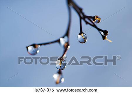 Stock Photography - Water droplets on a plant. Fotosearch