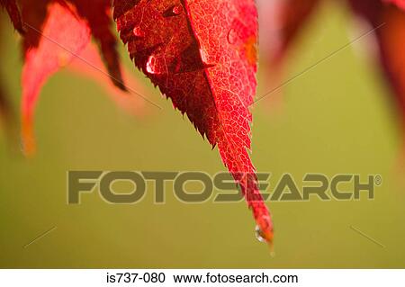 Stock Image - Water on autumn leaves. Fotosearch