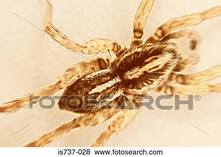 Stock Photo - Wolf spider. Fotosearch