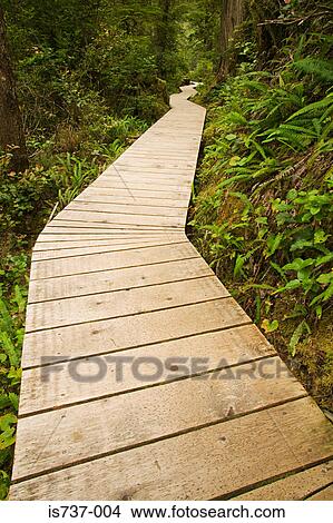 Picture - Wooden path through a forest. Fotosearch