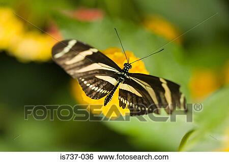 Zebra longwing butterfly View Large Photo Image Stock Photograph - Zebra longwing butterfly. Fotosearch