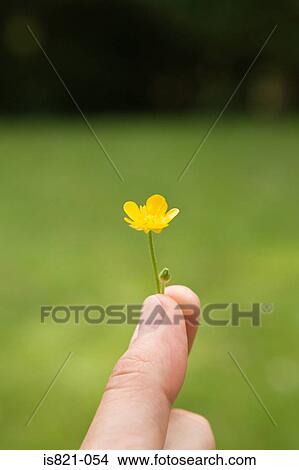 A person holding a buttercup View Large Photo Image Picture - A person holding a buttercup. Fotosearch