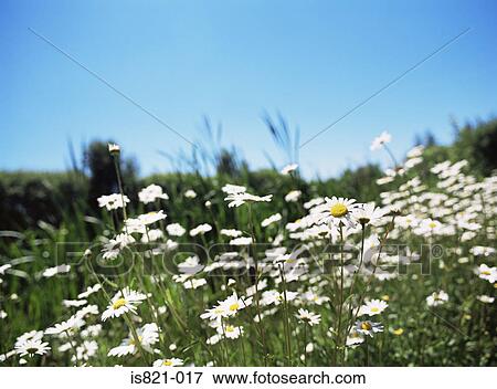 Daisies in a field View Large Photo Image Stock Photo - Daisies in a field. Fotosearch