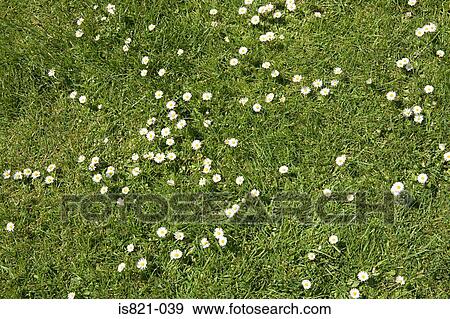 Daisies in the grass View Large Photo Image Stock Photo - Daisies in the grass. Fotosearch