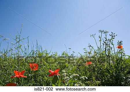 Field in summer View Large Photo Image Stock Image - Field in summer. Fotosearch