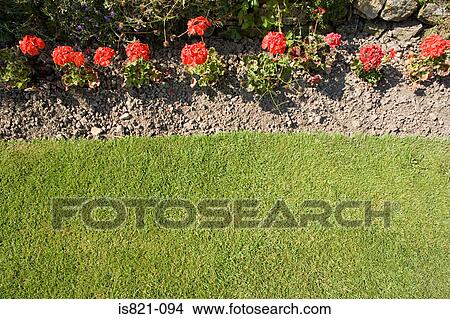 Flowers in a garden View Large Photo Image Picture - Flowers in a garden. Fotosearch