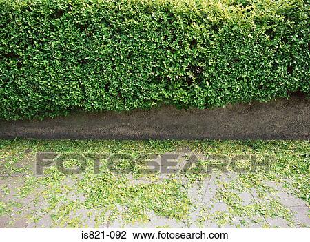 Hedge trimmings View Large Photo Image Stock Image - Hedge trimmings. Fotosearch