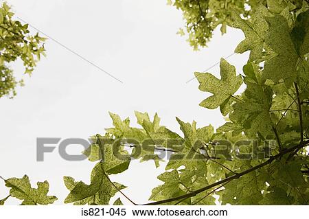 Leaves of a tree View Large Photo Image Stock Photography - Leaves of a tree. Fotosearch