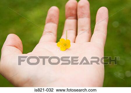 Person holding a buttercup View Large Photo Image Stock Image - Person holding a buttercup. Fotosearch