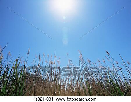 Stock Image - Sunlight on grass in a field. Fotosearch