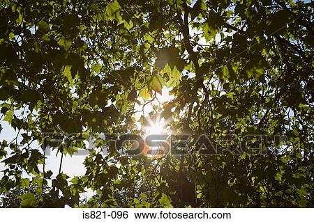 Sunligth through trees View Large Photo Image Stock Photograph - Sunligth through trees. Fotosearch