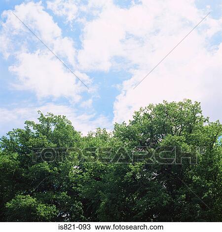 Trees View Large Photo Image Stock Image - Trees. Fotosearch