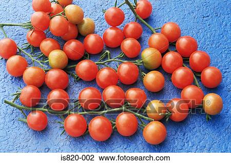 Stock Image - Cherry tomatoes on the vines. Fotosearch