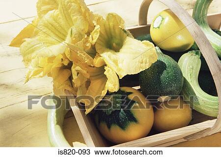 Courgettes in a basket View Large Photo Image Stock Image - Courgettes in a basket. Fotosearch