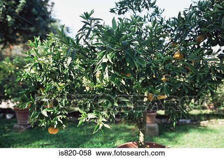 Lemon tree View Large Photo Image Stock Photo - Lemon tree. Fotosearch